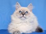 Nancy - Siberian Cat For Sale - Pembroke Pines&comma; FL&comma; US