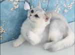 Henry - British Shorthair Cat For Sale - Norwalk&comma; CT&comma; US