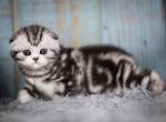 Eileen - Scottish Fold Cat For Sale - Norwalk&comma; CT&comma; US