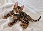 Elka - Bengal Cat For Sale - Norwalk&comma; CT&comma; US