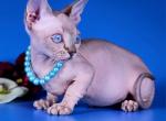 Rita - Sphynx Cat For Sale - Pembroke Pines&comma; FL&comma; US