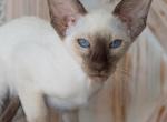 Bounty - Siamese Cat For Sale - Miami&comma; FL&comma; US
