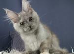 Sambuca - Maine Coon Cat For Sale - Miami&comma; FL&comma; US