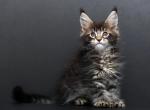 Gerald Polydactyl - Maine Coon Cat For Sale - Miami&comma; FL&comma; US
