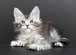 Gary Polydactyl - Maine Coon Cat For Sale - Miami&comma; FL&comma; US