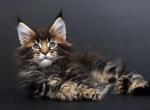Fabio Polydactyl - Maine Coon Cat For Sale - Miami&comma; FL&comma; US