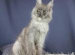 Wynn - Maine Coon Cat For Sale - Hollywood&comma; FL&comma; US