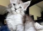 Faye - Maine Coon Cat For Sale - CA&comma; US