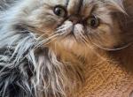 Celestial Rikky - Persian Cat For Sale - Fort Worth&comma; TX&comma; US