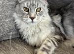 Scarlett - Maine Coon Cat For Sale - Kansas City&comma; MO&comma; US