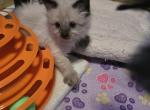 Last boy of spring Beauty's - Balinese Cat For Sale - Dallas&comma; TX&comma; US
