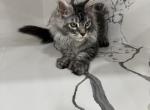 Tony - Maine Coon Kitten For Sale - Wrightstown&comma; NJ&comma; US