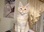 Lio - Maine Coon Cat For Sale - Wrightstown&comma; NJ&comma; US