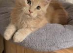 Santa - Maine Coon Cat For Sale - Wrightstown&comma; NJ&comma; US