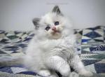Celestina - Ragdoll Cat For Sale - Tuscaloosa&comma; AL&comma; US