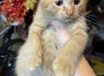 Jasper Scottish Straight Kitten - Scottish Straight Cat For Sale - 