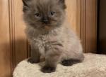 Chocolate mink - Ragdoll Cat For Sale - Cookeville&comma; TN&comma; US