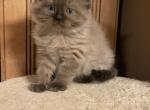 Chocolate Mink Male - Ragdoll Cat For Sale - Cookeville&comma; TN&comma; US