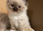 Sealpoint mitted Female - Ragdoll Cat For Sale - Cookeville&comma; TN&comma; US