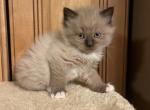 Mink mitted female - Ragdoll Cat For Sale - Cookeville&comma; TN&comma; US