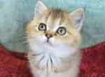 Buttercup - British Shorthair Cat For Sale - New York&comma; NY&comma; US