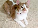 Lucky Cinnamon Tabby - Domestic Cat For Sale - Rockford&comma; IL&comma; US