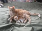 female Scottish Fold Polydactyl - Scottish Fold Cat For Sale - Mokelumne Hill&comma; CA&comma; US