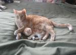 red female Scottish Fold Polydactyl - Polydactyl Cat For Sale - Mokelumne Hill&comma; CA&comma; US