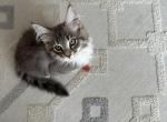 Matt - Maine Coon Cat For Sale - Westfield&comma; MA&comma; US