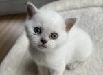 Penelope - British Shorthair Cat For Sale - Lima&comma; OH&comma; US