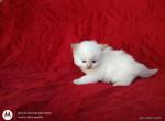 Traditional Color Point Kittens - Ragdoll Cat For Sale - Sumter&comma; SC&comma; US