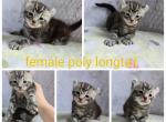 Female silver - Highlander Cat For Sale - Frenchtown&comma; MI&comma; US