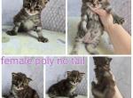 Female - Highlander Cat For Sale - Frenchtown&comma; MI&comma; US
