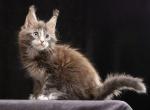 Maximum - Maine Coon Cat For Sale - Miami&comma; FL&comma; US