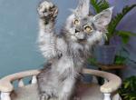 Uran Polydactyl - Maine Coon Cat For Sale - Miami&comma; FL&comma; US