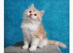 Arktur - Siberian Cat For Sale - Miami&comma; FL&comma; US