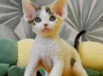 Tanais - Devon Rex Cat For Sale - Norwalk&comma; CT&comma; US