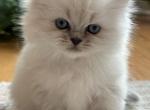 Bitsy - Persian Cat For Sale - Syracuse&comma; NY&comma; US