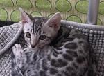 Srirachax Jocko - Bengal Cat For Sale - Jersey City&comma; NJ&comma; US