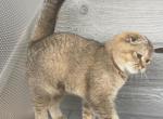 Elias Cattery - Scottish Fold Kitten For Sale - Wendell&comma; NC&comma; US