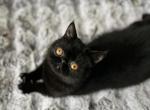 Ylva - Exotic Cat For Adoption - Lexington&comma; KY&comma; US