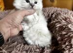 Eddie - Ragdoll Cat For Sale - Duncansville&comma; PA&comma; US