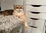 Gingers - British Shorthair Cat For Sale - San Mateo&comma; CA&comma; US