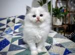 Cho - Ragdoll Cat For Sale - Tuscaloosa&comma; AL&comma; US