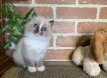 TICA Ragdoll Bi color - Ragdoll Cat For Sale - East Earl&comma; PA&comma; US