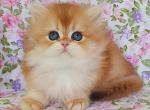 Rozi - British Shorthair Cat For Sale - Hollywood&comma; FL&comma; US