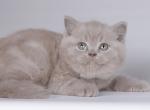 Feseni - British Shorthair Cat For Sale - Norwalk&comma; CT&comma; US