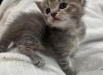 Blue - Siamese Cat For Sale - Lynnfield&comma; MA&comma; US
