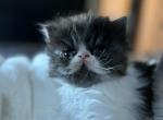 Mickey - Persian Cat For Sale - Turlock&comma; CA&comma; US