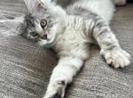 Sunshine - Maine Coon Cat For Sale - Kansas City&comma; MO&comma; US